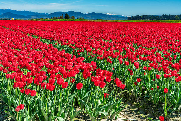 istock Red Tulip Flowers 4 2213749577