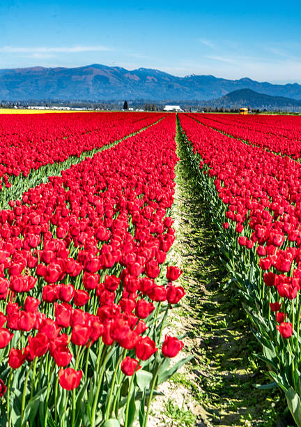 istock Red Tulip Flowers 3 2213749601