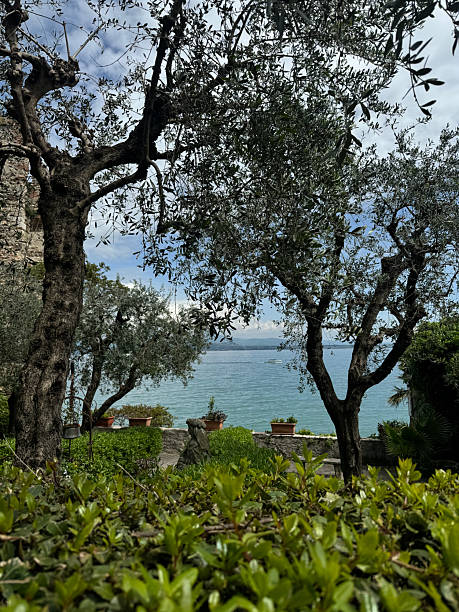 Bonsai tree on Limone sul Garda.