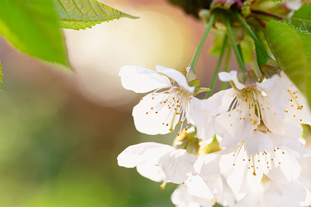 close-up of cherry blossoms at tree in springtime at a sunny morning, backlit