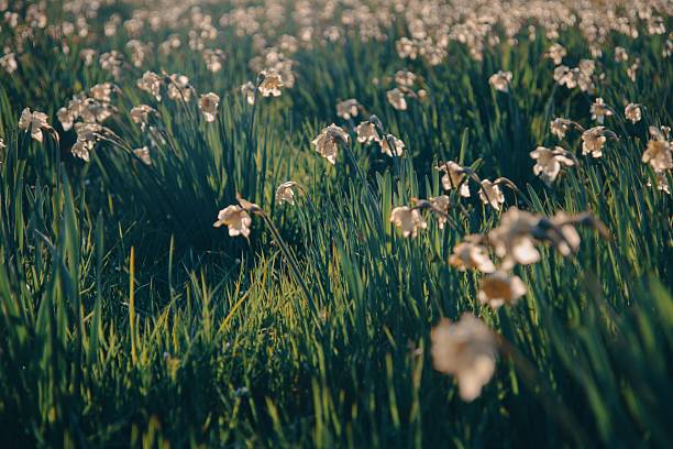 A serene field of daffodils gently swaying in the sunlight, creating a picturesque springtime scene.