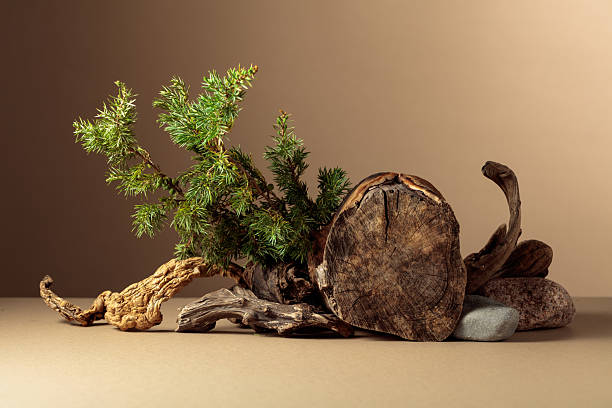 istock Composition with natural wooden snags, stones and juniper branches. 2213751104