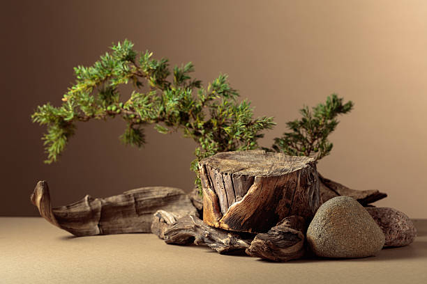 istock Composition with natural wooden snags, stones and juniper branches. 2213751106
