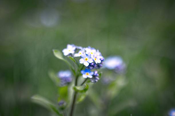 istock Delicate Blue Flowers in Soft Focus 2213751933