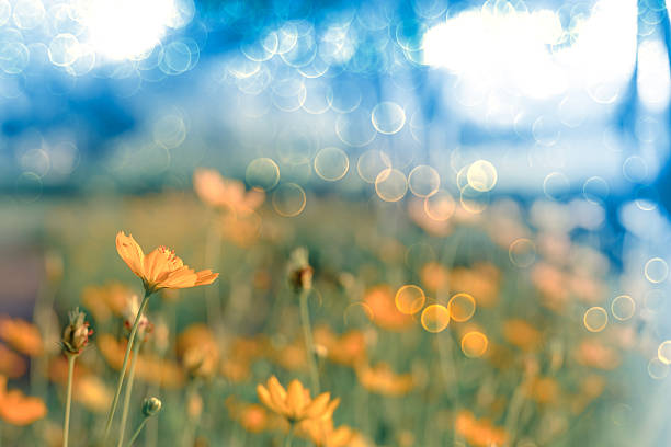 Yellow cosmos flowers blooming in soft sunlight with dreamy bokeh effect, creating a peaceful and romantic natural scene