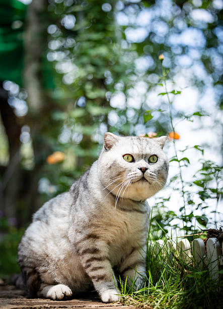 istock American Shorthair 2213752121