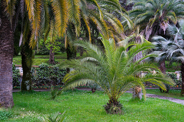 A magnificent palm tree stands proudly, showcasing its vibrant fronds in a lush tropical garden paradise setting