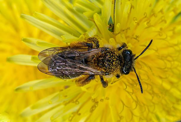 istock A bee collecting pollen on a vibrant yellow flower 2213752864