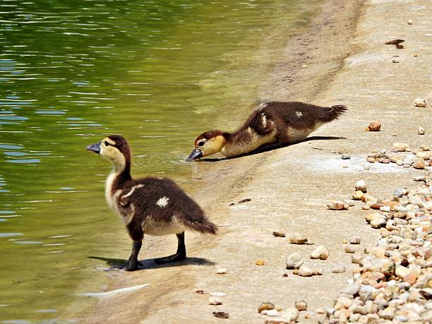 Muscovy Duck - young ducks, profile, drinking lake water