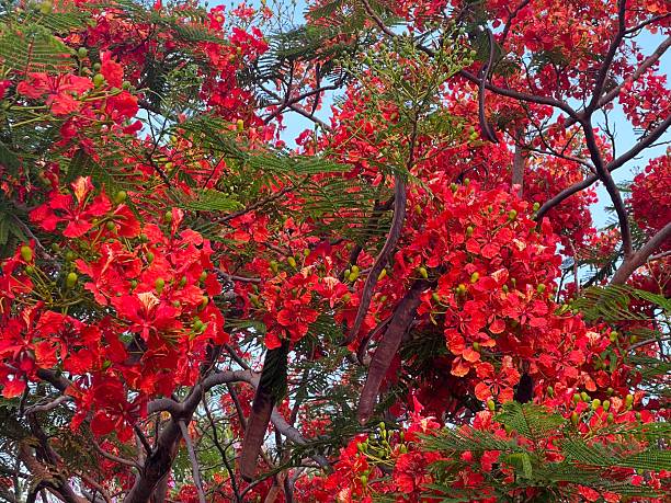 istock Vibrant red flamboyant tree in full bloom. 2213755334