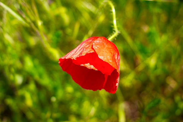 Tender red May poppy petals on a blurred natural field background, selective focus
