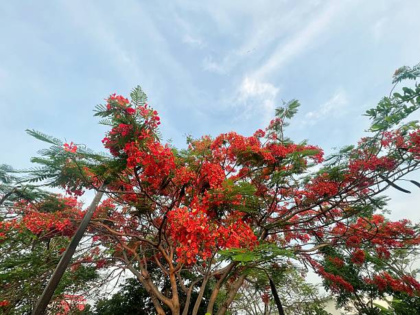 istock Vibrant red flowers on a flamboyant tree. 2213755340