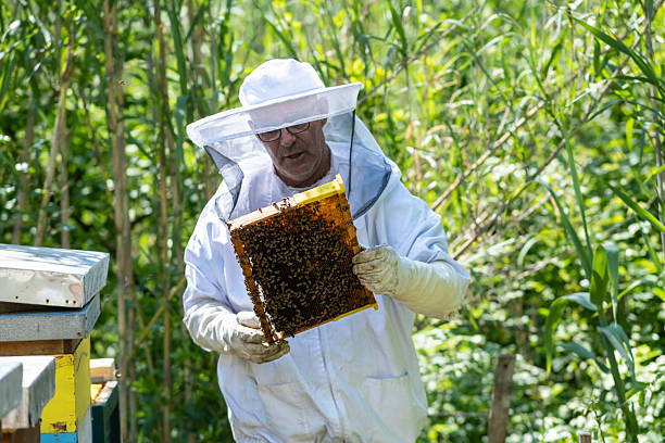 istock Just a simple man taking care of bees 2213755732