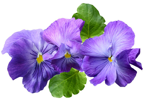 Fresh pansy flowers isolated white
