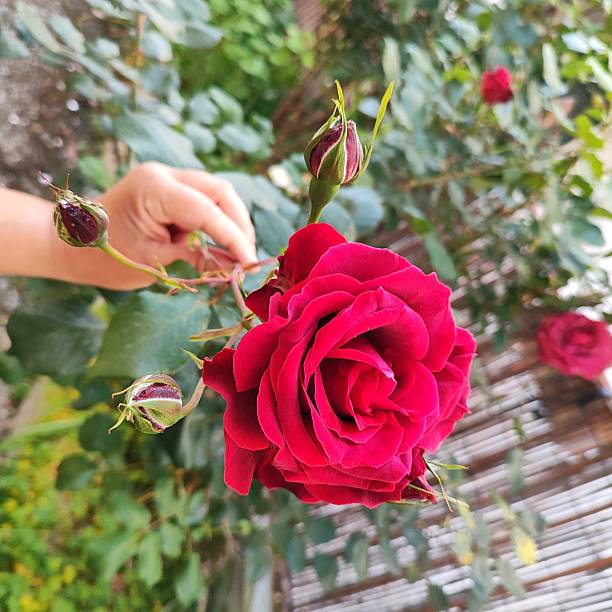 istock All'improvviso un bellissimo fiore in giardino 2213759924