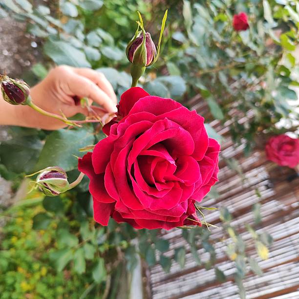 istock Suddenly a beautiful flower in the garden 2213759934