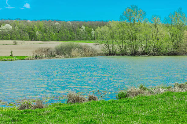 Free picture: Beautiful lake shore in spring with aquatic plants on the ...