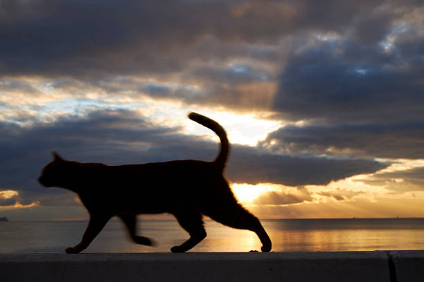 istock series of photos of a cat near sea  dramatic sky 2213763473