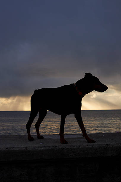Doberman Pinscher standing over dock near sea and dramatic sky