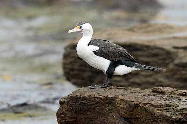 istock Australian Pied Cormorant (Phalacrocorax varius) 2213764939