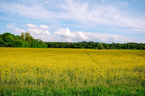 A wide yellow rapeseed field in full bloom stretches to the horizon under a bright blue sky with white clouds. A forest border adds contrast to the vibrant scene of rural nature.