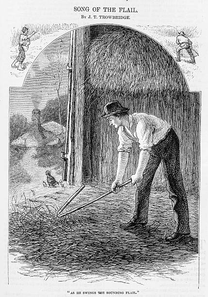 Image from an 1874 issue of Harper's New Monthly Magazine: A man stands in a barn flailing grain ; an illustration from the 