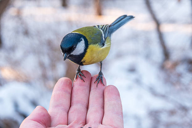 A tit sits on a man's hand and eats seeds. Taking care of birds in winter.