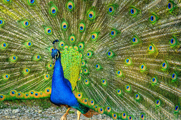 Colorful peacock display with vibrant feathers