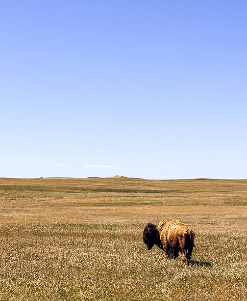 istock An American Bison at Badlands National Park 2213768938