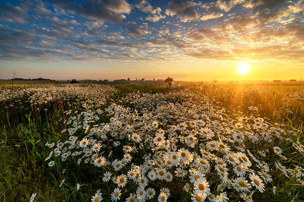 istock Beautiful summer sunrise over daisy field 2213770227