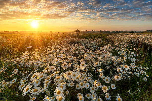 istock Beautiful summer sunrise over daisy field 2213770237