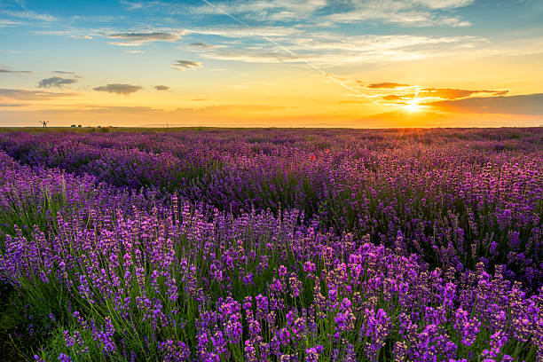 istock Beautiful lavender field sunset landscape 2213770343