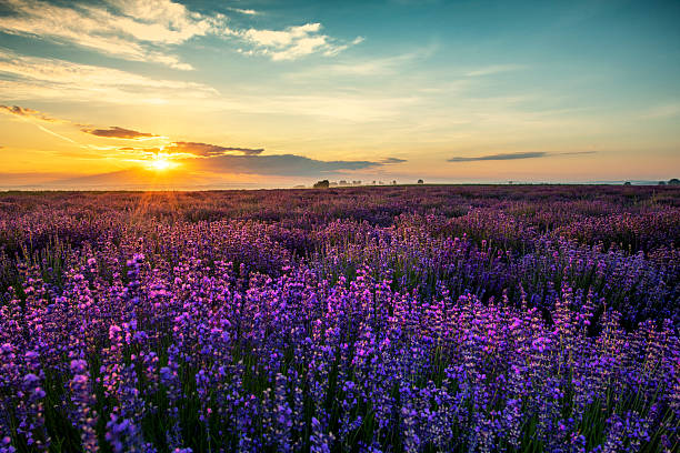 istock Beautiful lavender field sunset landscape 2213770344