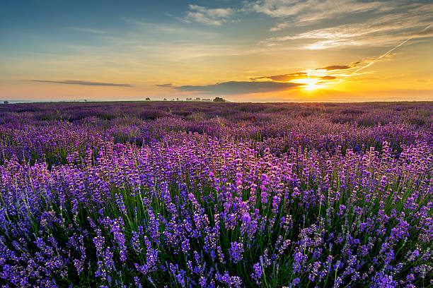 istock Beautiful lavender field sunset landscape 2213770451
