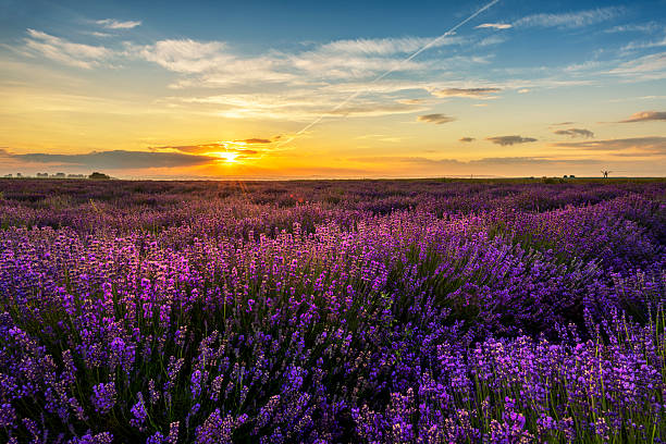 istock Beautiful lavender field sunset landscape 2213770453