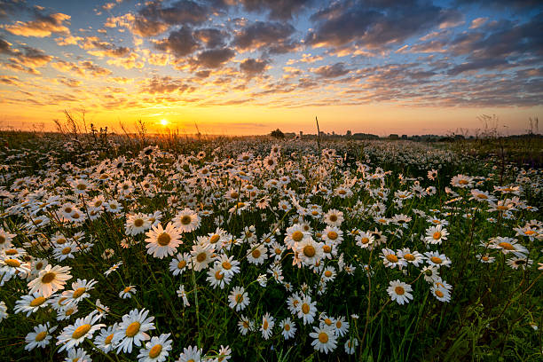 istock Beautiful summer sunrise over daisy field 2213770503