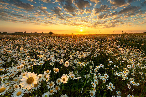 istock Beautiful summer sunrise over daisy field 2213770505