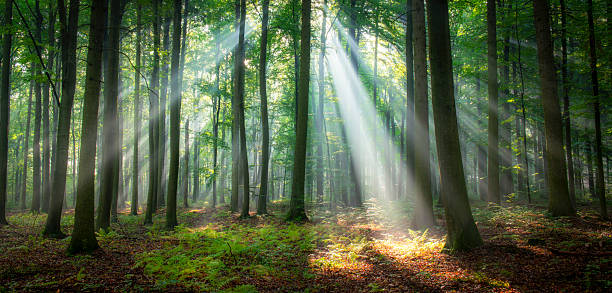 istock Beautiful morning in the forest 2213770719