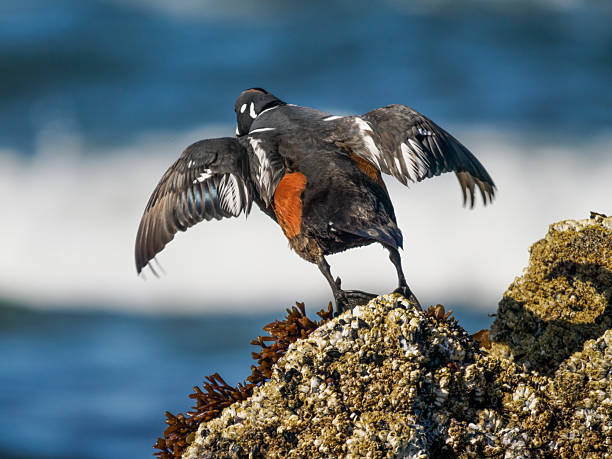 A Harlequin Duck flying from muscle covered rock. Tide pool by Haystack Rock at Cannon Beach Oregon.