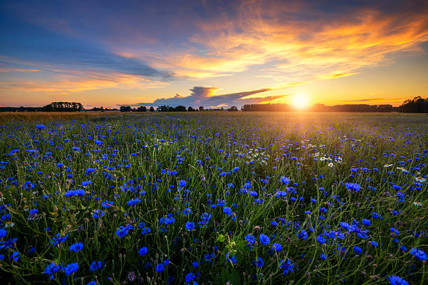 istock Summer sunset over field covered with cornflowers 2213771717
