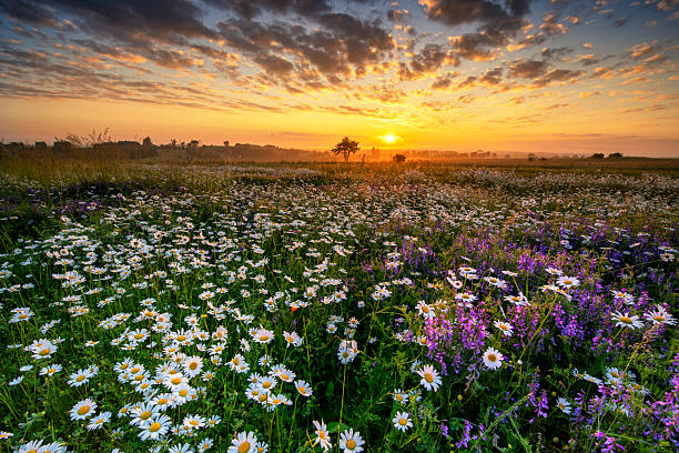 istock Beautiful summer sunrise over daisy field 2213771871