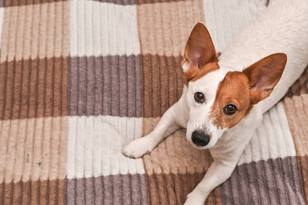 istock The Jack Russell dog is lying on the couch 2213772821