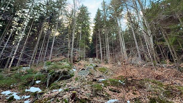 istock A serene forest path adorned with snow and rocks invites exploration and tranquility in nature 2213773365