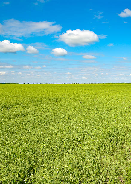 istock Pea field and blue sky with white clouds. 2213775705