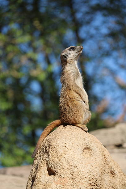 istock Meerkat in the Sun 2213776080