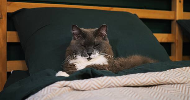 istock Grey and white cat meticulously cleaning its fur while lying on a bed with green pillow and beige blanket, showcasing a typical feline grooming routine. Cozy place to relax, pets concept 2213776127