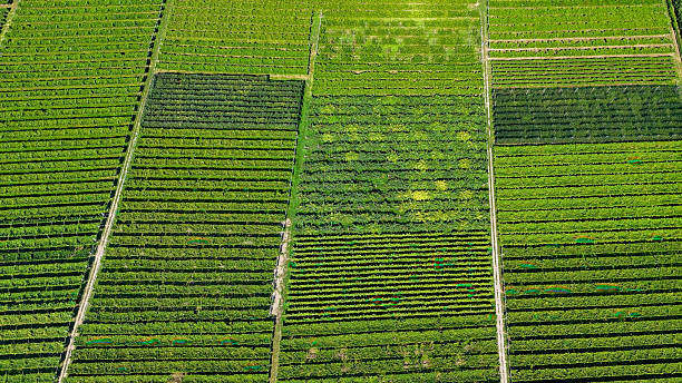 istock Vibrant green fields stretch across the landscape under a clear blue sky, showcasing the beauty of agricultural patterns in nature 2213778560