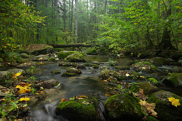 A gentle forest stream winds through a dense green woodland, its clear water flowing over moss-covered rocks. Fallen autumn leaves, yellow and brown, rest on the stones and water's edge, adding seasonal warmth to the serene, shaded scene.