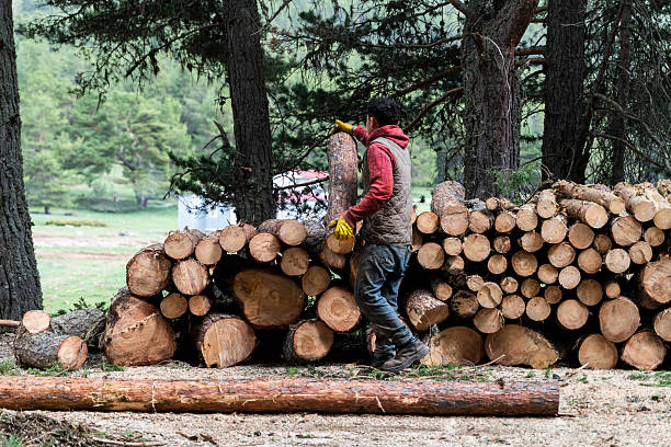 Foresters cut down trees that are due for felling in the forest and prepare them for transportation. Forest clearing operations are conducted for a variety of purposes, including timber harvesting or forest regeneration as part of a forest restoration plan. Felling old trees is beneficial for forest health because they are less resistant to pathogens and diseases.