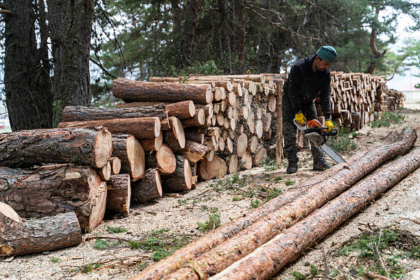 Foresters cut down trees that are due for felling in the forest and prepare them for transportation. Forest clearing operations are conducted for a variety of purposes, including timber harvesting or forest regeneration as part of a forest restoration plan. Felling old trees is beneficial for forest health because they are less resistant to pathogens and diseases.